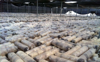 廢舊菌棒如何廢物利用？用鋸末顆粒機(jī)能增加收入